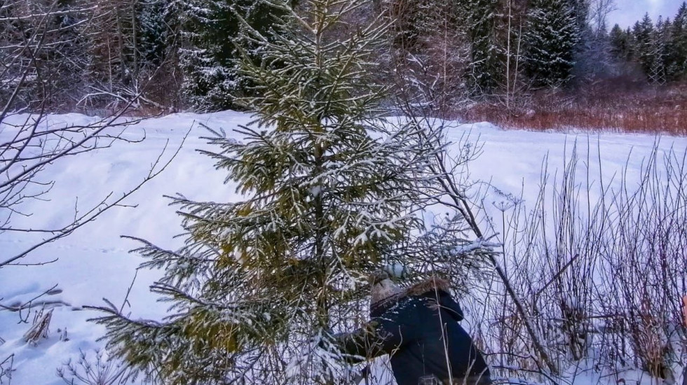 Власти Ленобласти приглашают в лес за елками
