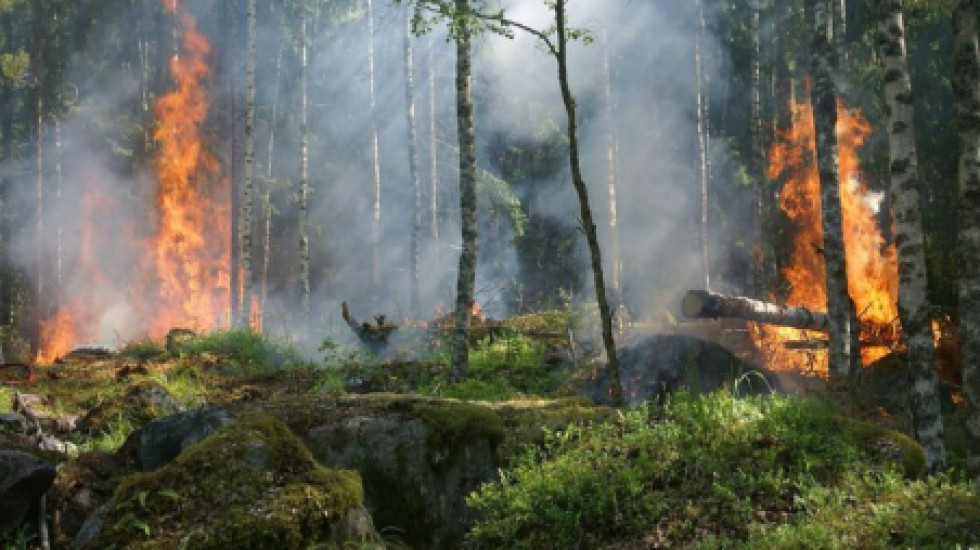 Площадь лесных пожаров за сутки увеличилась на 23 тыс. гектаров