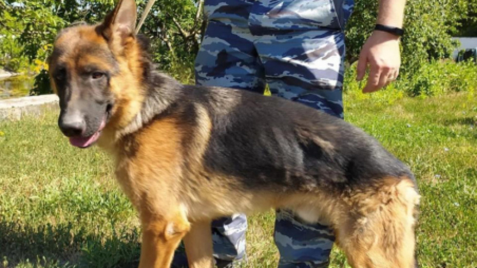 Собачья работа в крымском МВД ужаснула защитников животных