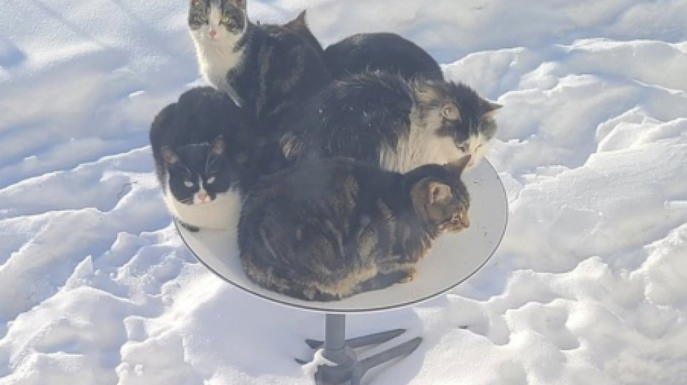 Коты в Канаде глушат спутниковый интернет