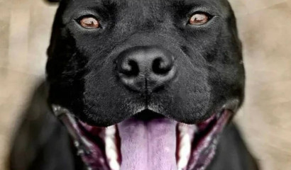 С хозяйки пса в Ленобласти взыскали 1,2 млн за израненную девочку