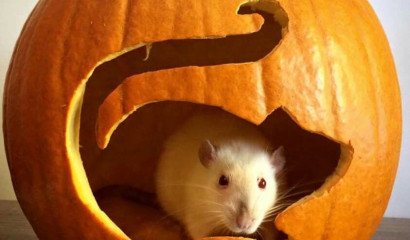 Фармакологи скрысили у ИТМО 30 миллионов на ложной проверке лекарств