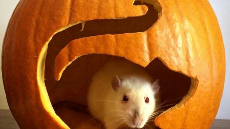 Фармакологи скрысили у ИТМО 30 миллионов на ложной проверке лекарств