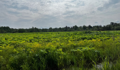 За год в Ленобласти 43 раза штрафовали хозяев заросших участков