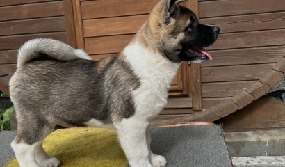 Продажа больного щенка дорого стоила заводчику собак