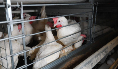 Ленобласть бьет рекорды по яйцам