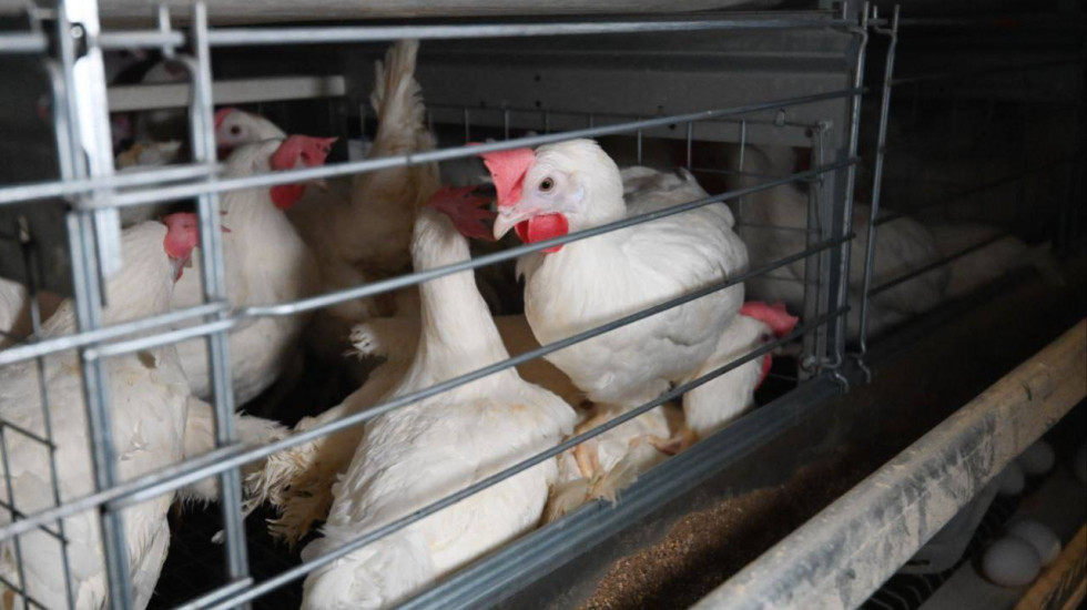 Ленобласть бьет рекорды по яйцам