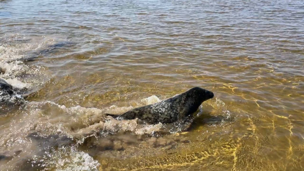 Пять спасенных и откормленных тюленят уплыли в Финский залив