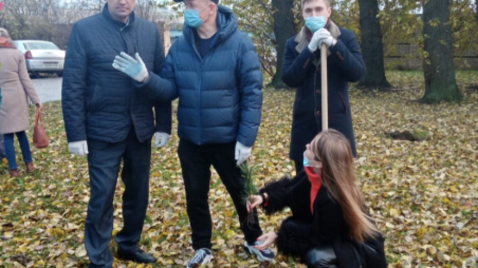В центре Петербурга будут расти кедры