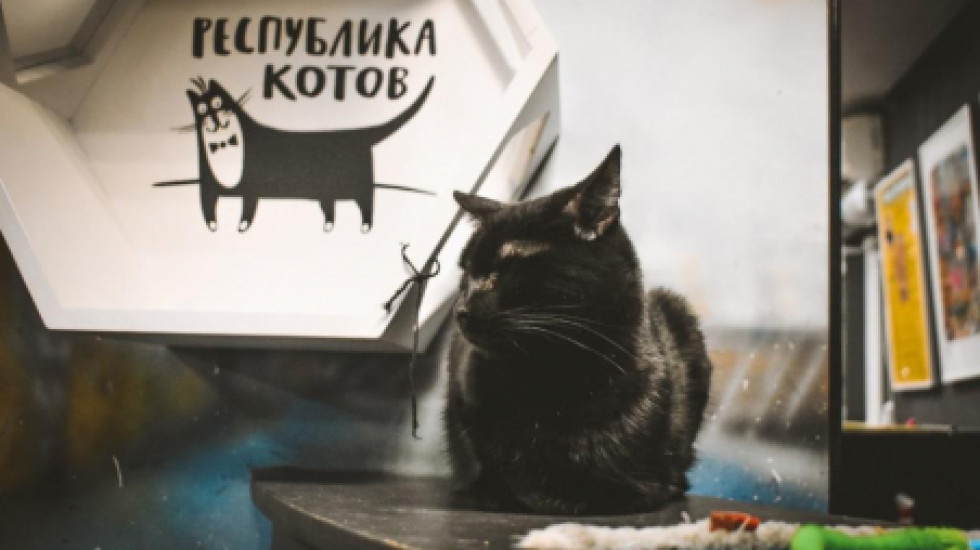 Кото-культурная столица творчески славит пушистых обитателей