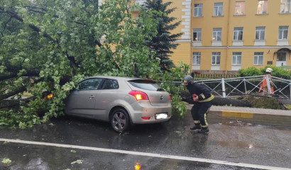 Жительница Петербурга добилась компенсации за упавшее на машину дерево