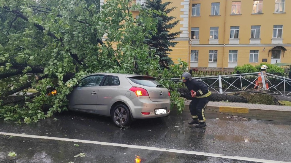 Жительница Петербурга добилась компенсации за упавшее на машину дерево