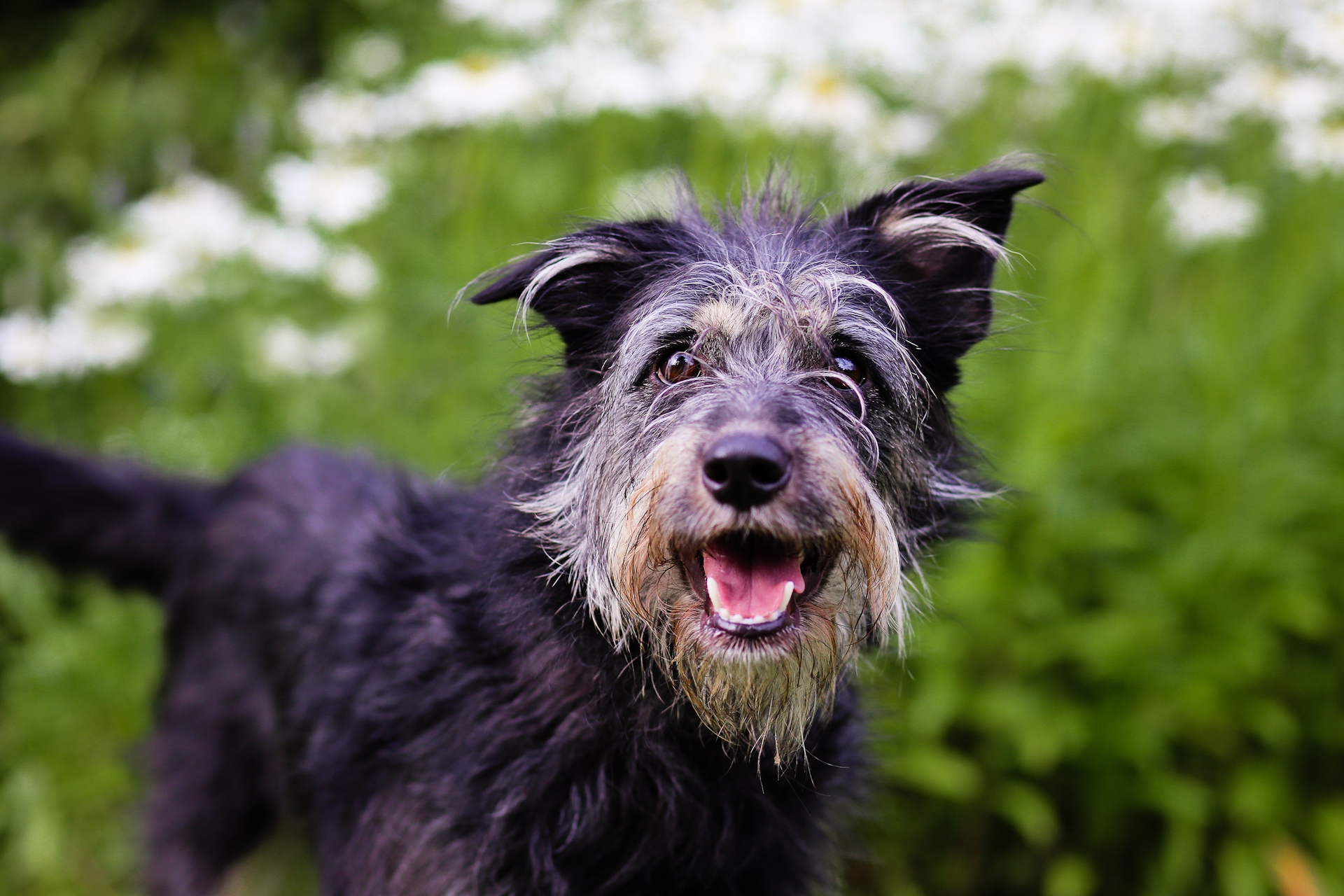 Депутаты узаконят ликвидацию бездомных животных - «Курьер Медиа»